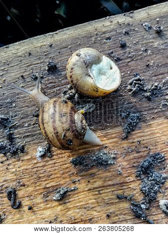 Garden Snail. Helix Aspersa Muller. Mollusc From Gastropods.