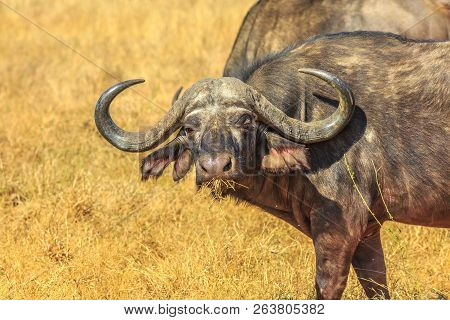 Closeup Of Face Of African Buffalo, Syncerus Caffer, In Grassland Nature, Dry Season. Kruger Nationa