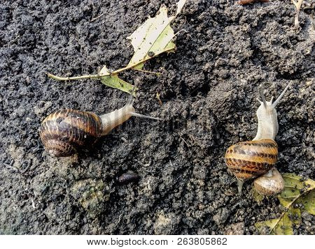 Garden Snail. Helix Aspersa Muller. Mollusc From Gastropods.