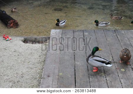 Mallard Ducks On A Holsten Gate By A Lake