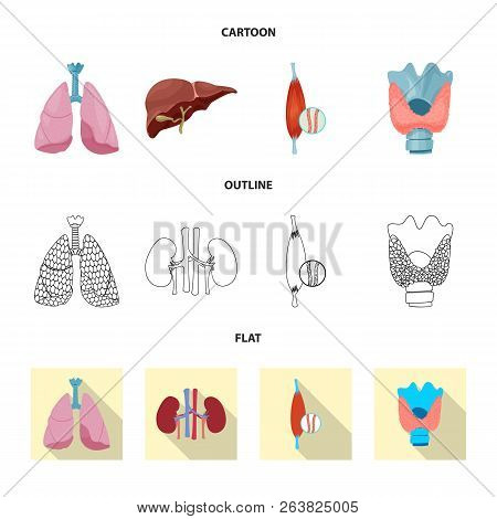 Vector Illustration Of Body And Human Logo. Set Of Body And Medical Vector Icon For Stock.