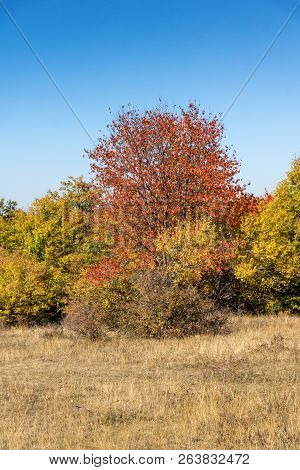 Autumn Landscape Of Cherna Gora (monte Negro) Mountain, Pernik Region, Bulgaria