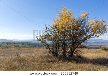Autumn Landscape Of Cherna Gora (monte Negro) Mountain, Pernik Region, Bulgaria