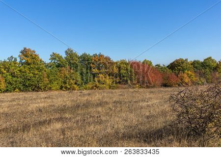 Autumn Landscape Of Cherna Gora (monte Negro) Mountain, Pernik Region, Bulgaria
