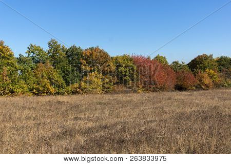 Autumn Landscape Of Cherna Gora (monte Negro) Mountain, Pernik Region, Bulgaria