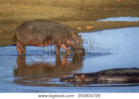 Hippopotamus In Kruger National Park, South Africa ; Specie Hippopotamus Amphibius Family Of Hippopo