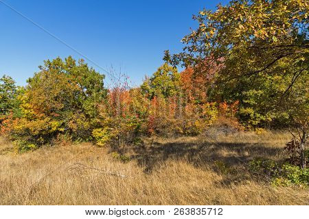 Autumn Landscape Of Cherna Gora (monte Negro) Mountain, Pernik Region, Bulgaria