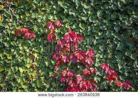 Boston Ivy - Autumnal Leaves Parthenocissus Tricuspidata - Floral Texture Close Up