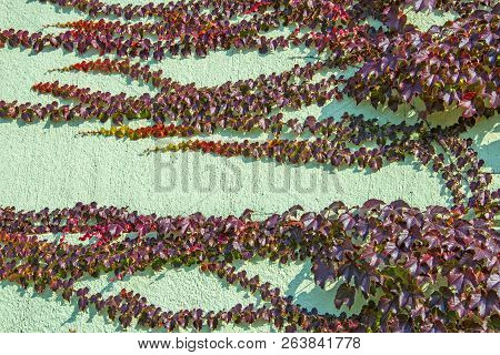 Boston Ivy - Autumnal Leaves Parthenocissus Tricuspidata - Floral Texture Close Up