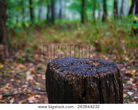 Old Tree Stump After Cutting A Tree In Autumn Forest. Autumn Forest Landscape.