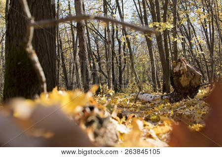 Autumn Forest Landscape With Deep Bokeh And Reflection In The Water.