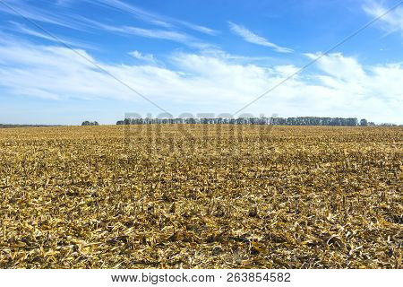 Post-harvest Residues Of Corn On The Field Before Being Processed Into The Soil As Organic