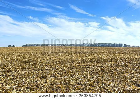 Post-harvest Residues Of Corn On The Field Before Being Processed Into The Soil As Organic