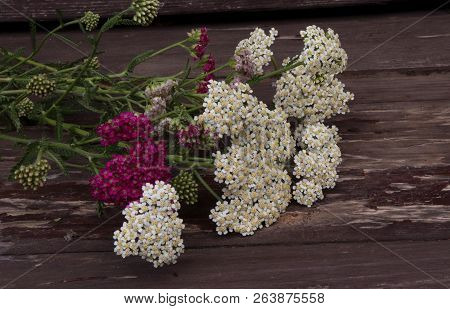 Closeup Of Flower Achillea Millefolium, Commonly Known As Yarrow Or Common Yarrow On Rustic Weathere
