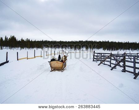 Two Unrecognizable People On A Reindeer With Sledges, Finland