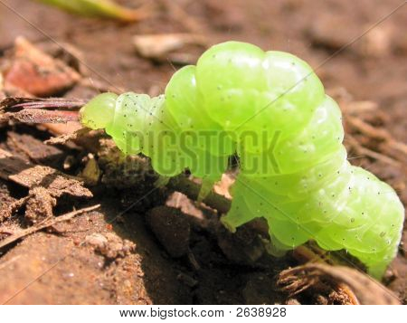 Inchworm verde