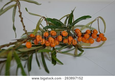 Branch Of Sea Buckthorn Berries With Leaves. Clipping Paths, Shadow Separated, Infinite Depth Of Fie