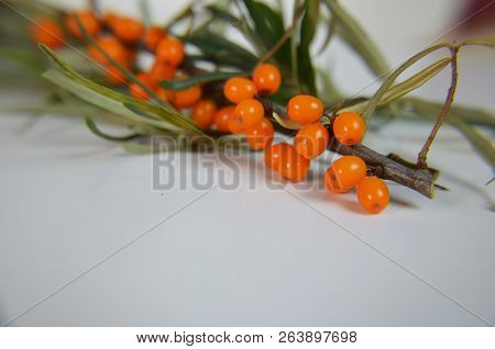 Branch Of Sea Buckthorn Berries With Leaves. Clipping Paths, Shadow Separated, Infinite Depth Of Fie