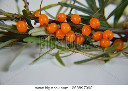 Branch Of Sea Buckthorn Berries With Leaves. Clipping Paths, Shadow Separated, Infinite Depth Of Fie