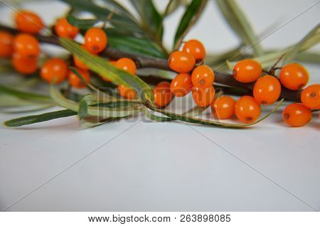 Branch Of Sea Buckthorn Berries With Leaves. Clipping Paths, Shadow Separated, Infinite Depth Of Fie