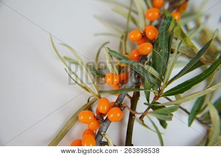 Branch Of Sea Buckthorn Berries With Leaves. Clipping Paths, Shadow Separated, Infinite Depth Of Fie