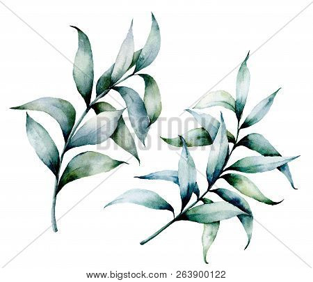 Watercolor Eucalyptus Branches. Hand Painted Eucalyptus Branches With Leaves Isolated On White Backg