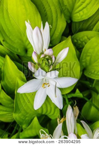 Hosta Plantaginea. White Lily. Very Expressive Smell. White Or Gray Flowers Among A Huge Bush Of Lim