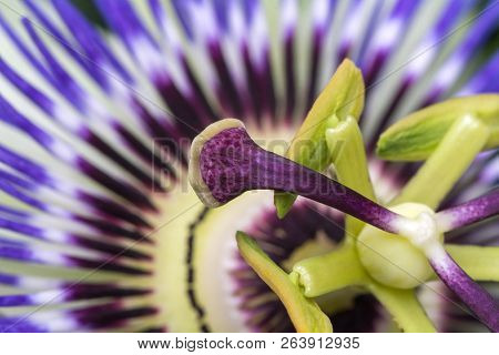 Passiflora Passionflower Close Up. Big Beautiful Flower