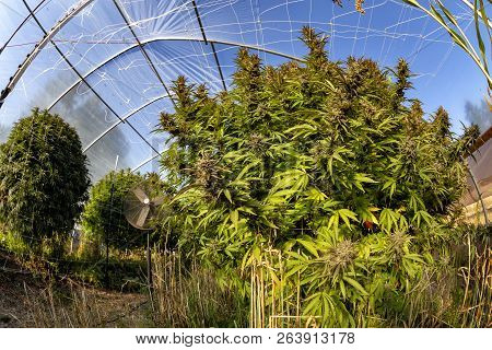 Massive Marijuana Plants Twice The Height Of An Average Human At An Outdoor Grow Operation.