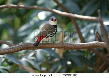 เพชร Firetail