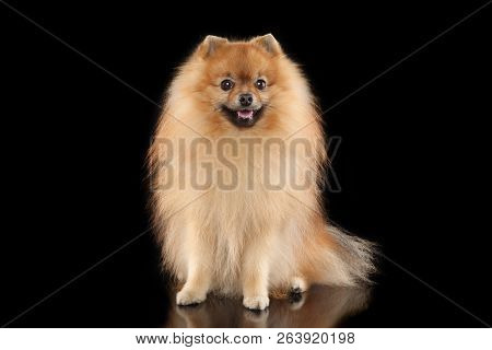 Happy Pomeranian Spitz Dog Sits On Black Background
