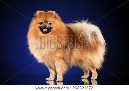Pomeranian Spitz Dog In Stand On Dark Blue Background. Animal Themes