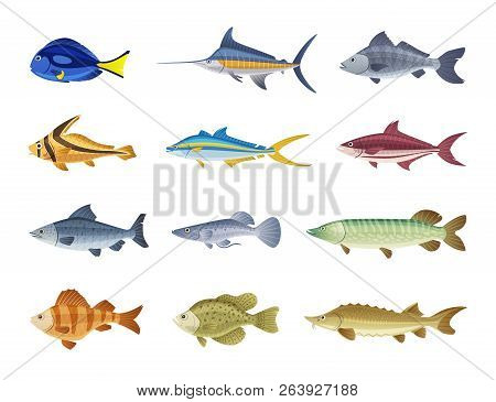 Fish Characters Set. Vector & Photo (Free Trial) | Bigstock