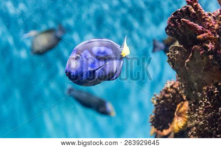 Closeup Of A Paracanthurus Hepatus, A Species Of Surgeonfish, Aka Regal Blue Tang, As Seen In Aquari