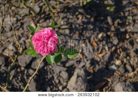 Pink Rose Flower Blooming On Ground Background.