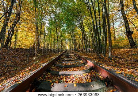 love tunnel in autumn