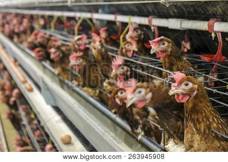 Multilevel Production Line Conveyor Production Line Of Chicken Eggs Of A Poultry Farm, Layer Farm Ho