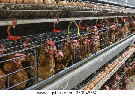 (blur Some Of Chicken Egg) Multilevel Production Line Conveyor Production Line Of Chicken Eggs Of A 