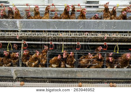 (blur Some Of Chicken Egg) Multilevel Production Line Conveyor Production Line Of Chicken Eggs Of A 