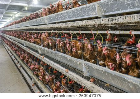 (blur Some Of Chicken Egg) Multilevel Production Line Conveyor Production Line Of Chicken Eggs Of A 