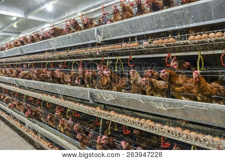 (blur Some Of Chicken Egg) Multilevel Production Line Conveyor Production Line Of Chicken Eggs Of A 