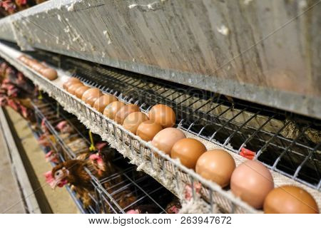 (blur Some Of Chicken Egg) Multilevel Production Line Conveyor Production Line Of Chicken Eggs Of A 