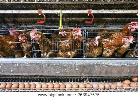 (blur Some Of Chicken Egg) Multilevel Production Line Conveyor Production Line Of Chicken Eggs Of A 