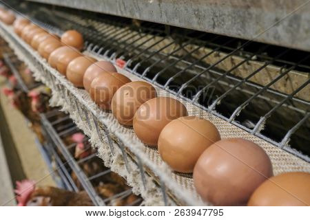 (blur Some Of Chicken Egg) Multilevel Production Line Conveyor Production Line Of Chicken Eggs Of A 