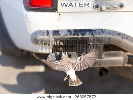 White Browed Weaver (plocepasser Mahali) Drinking Water From A Tap, Botswana