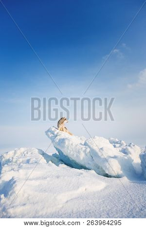 Profile Portrait Of Gorgeous Siberian Husky Dog Sitting On Ice Floe On The Okhotsk Sea And Forest Ba