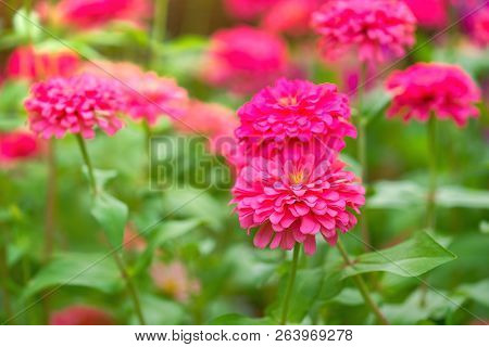 Pink Zinnia Flower (zinnia Violacea Cav.) In The Garden