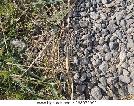 View Of Small Grasses And Rocks In The Fertile Area Of ​​java, 18 October 2018