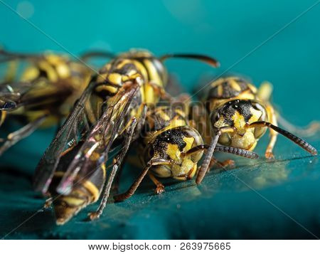 Macro Photography Of Group Of Wasps On Blue Green Metal Material