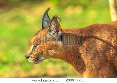 Closeup Of Adult Caracal Or African Lynx Walking Outdoor In Blurred Background. Desert Cat In Green 